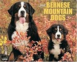 Just Bernese Mountain Dogs 2009 Wall Calendar