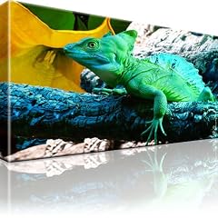 Leguan Reptilien Bild Wand Bilder Kunstdruck Tiere 80x45 cm / Bilder / Wandbilder / Kunstdruck / Leinwandbild / Pictures on Canvas / Fertig gerahmt / Bilder auf Leinwand mit Keilrahmen ! Besser als Poster / Canvas Print / Dekoration