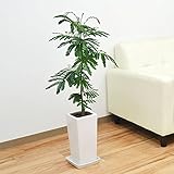 エバーフレッシュ(ネムノキ) スクエア陶器鉢植え 6号