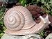 Steinfigur Tierfigur Schnecke terracotta