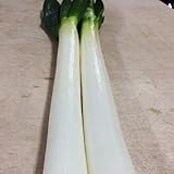 白ネギ（2本入）　福岡産