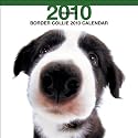 Border Collie (Bt Artlist) 2010 Wall