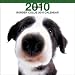 Border Collie 2010 Square Wall ARTLIST
