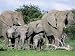 African Elephants, Loxodonta Africana, Maternal Group with Baby, Etosha National Park...