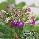 (山野草/盆栽)ヤマアジサイ(山紫陽花) 品種おまかせ 3号(1ポット) 本州・四国限定[生体]