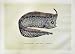 C1990 Fish Crested Oarfish Lophotes Cepedianus Swinney
