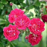 Eigenschaften Agel Rosen  / Rambler 