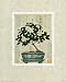 Gardenia Bonsai MUSEUM WRAP CANVAS Print With Added Heavy BRUSHSTROKES Richard Henson 16x20