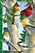 Tree-Free Greetings Noteables Notecards In Reusable Embossed Tin, 12 Card Assortment, Recycled, 4 x 6 Inches, Favorite Songbirds, Multi Color (76025)