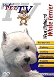West Highland White Terrier