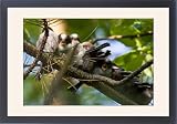 Framed Prints of Long-tailed Tit - family of recently fledged young begging for food from Ardea Wildlife Pets