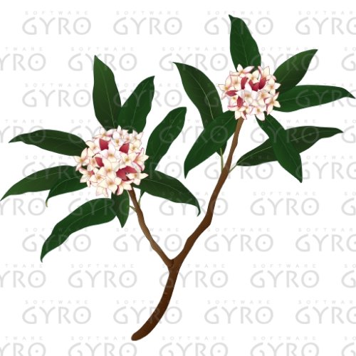 植物(1) 春〜夏の樹木