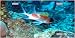 LP - 2029 Squirrel Fish Underwater Full Color Photography License Plates