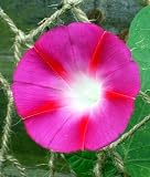 Crimson Rambler Morning Glory 30 Seeds -UNTREATED/FRESH