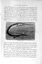 NATURAL HISTORY 1896 GAR PIKE FISH SEA ANTIQUE PRINT