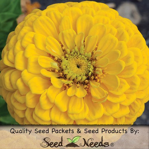 Package of 250 Seeds, Dahlia Flowered Zinnia - Giant Golden Yellow (Zinnia elegans) Non-GMO Seeds by Seed Needs Package of 250 Seeds, Dahlia Flowered Zinnia - Giant Golden Yellow (Zinnia elegans) Non-GMO Seeds by Seed Needs