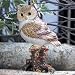 Owl Jeweled Box