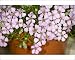 Photographic Prints of Soapwort (Saponaria x olivaria) from Science Photo Library