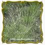 1 Lb Poverty Oat Grass (Danthonia spicata) Bulk Seeds