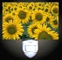 Sunflower Patch Decorative Night Light