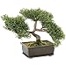 Cedar Bonsai Tree, 32021