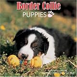 Border Collie Puppies 2009 Wall Calendar