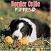 Border Collie Puppies 2009 Wall Calendar