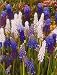 Muscari Magic Carpet Ride Collection -40 Assorted Bulbs