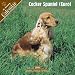 cocker spaniel - Cocker Spaniel (Euro) 2008 Calendar - Dog Breed 2008 Calendars