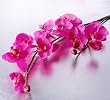 Artifical Flora Phalaenopsis - Flower 6pcs