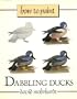 How to Paint Dabbling Ducks