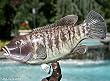 Taxidermy 14" Fiberglass Blackfish Tautog Fish Statue