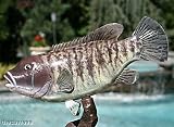 Taxidermy 14 Fiberglass Blackfish Tautog Fish Statue
