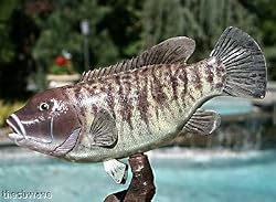 Taxidermy 14" Fiberglass Blackfish Tautog Fish Statue