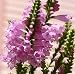 50 PINK SHOWY OBEDIENT PLANT (False Dragon Head) Physostegia Virgiana Flower Seeds 50 PINK SHOWY OBEDIENT PLANT (False Dragon Head) Physostegia Virgiana Flower Seeds