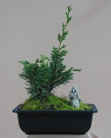 Juniper Bonsai on Shimpaku Juniper Bonsai Tree Trained Juniper Chinensis Plants