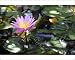 Photographic Prints of Water lily flower (Nymphaea colorata) in a pond from ClownFish Photo