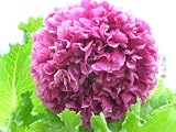 51nxb8KC52L. SL160  150 Poppy Flower Seeds. Antique Lavender Peony Poppies.