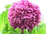 150 Poppy Flower Seeds. Antique Lavender Peony Poppies. One Stop Poppy Shoppe� Brand.