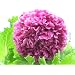 150 Poppy Flower Seeds. Antique Lavender Peony Poppies. One Stop Poppy Shoppe� Brand.