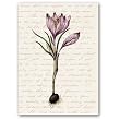 Gardener Script with Crocus - 5" x 7" Vellum Overlay Greeting Card