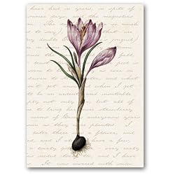 Gardener Script with Crocus - 5" x 7" Vellum Overlay Greeting Card