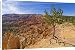 Canvas Prints of Shallow rooted pine (Limber pine) (Pinus flexilis), at the edge of Bryce from Robert Harding