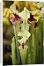 Canvas Prints of Chelsea Flower Show from Prints Prints Prints