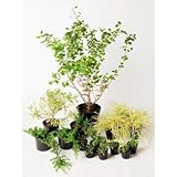 エレガントホワイト 日なた セットアップガーデン 植木 苗 セット商品