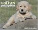 Just Golden Puppies 2008 Calendar (Just)
