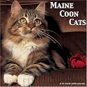 Maine Coon Cats 2008 Wall Calendar