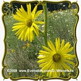 1 Lb Compass Plant (Silphium laciniatum ) Bulk Wildflower Seeds