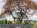 A Japanese Maple Tree Surrounded by Flowers Photographic Poster Print by Darlyne A. Murawski, 48x64