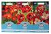 Mr Fothergill's Seeds Poppy Select Collection